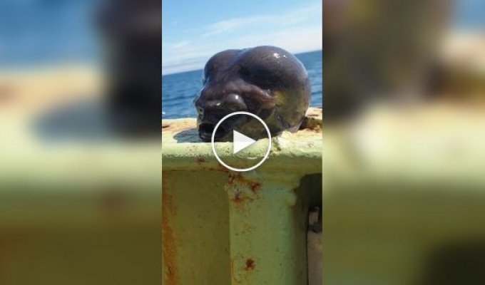 An Alien from the Depths: A Fisherman Caught a Strange Creature