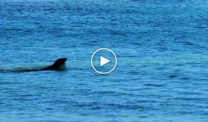 Агрессивный тюлень напал на туристку на гавайском пляже