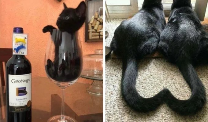 18 фотографий, которые доказывают, что чёрные котики приносят хорошее настроение (19 фото)