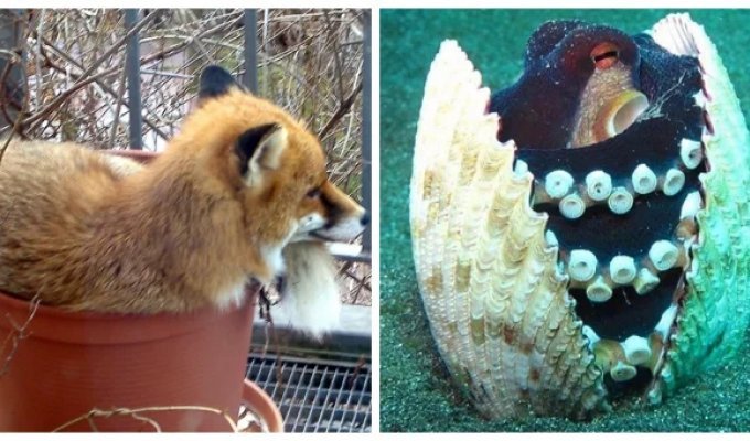 22 очаровательных создания, которые способны с комфортом разместиться где угодно (23 фото)