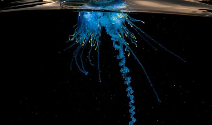 Между двух миров: на этих полуподводных фото видно, что ждет вас за ширмой водной глади (62 фото)