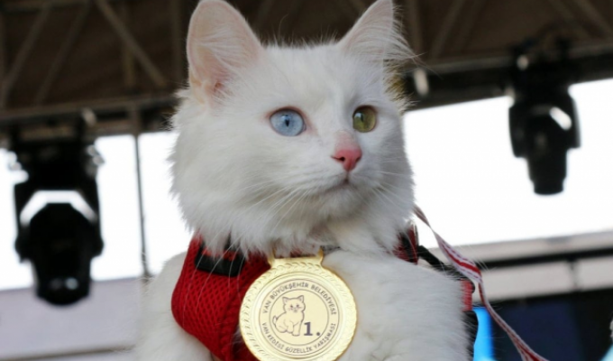 TOP 10 most evil cat breeds (10 photos)