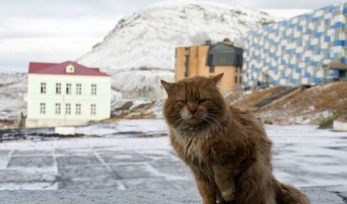 Познакомьтесь с Кешей, единственным котом на острове, где животные запрещены (7 фото)