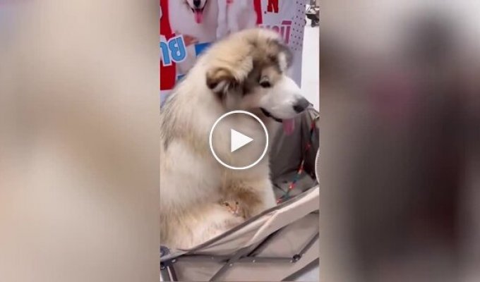 Кот спрятался в шерсти пса