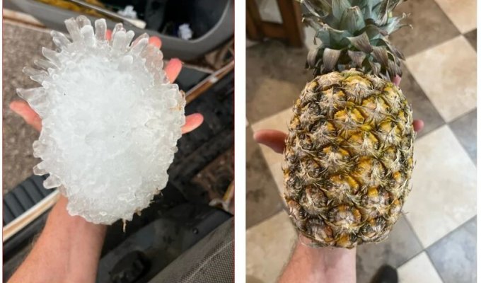 Like a pineapple: Texas hurricane hunters showed a huge prickly hailstone (5 photos)