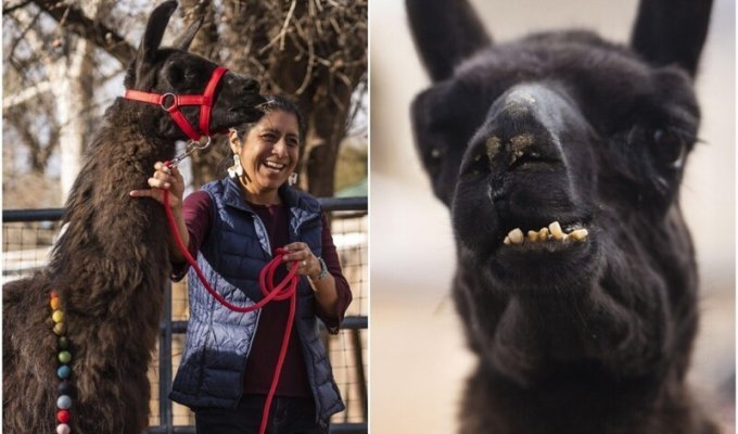 Lama from New Mexico became the new record holder (9 photos + 1 video)