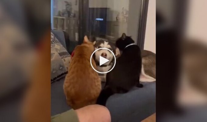 Excessive love of cats for dogs