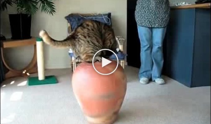 Толстый кот пытается залезть в вазу