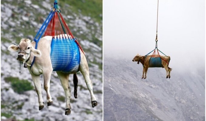 Коровы полетали над швейцарскими Альпами (5 фото + 1 видео)