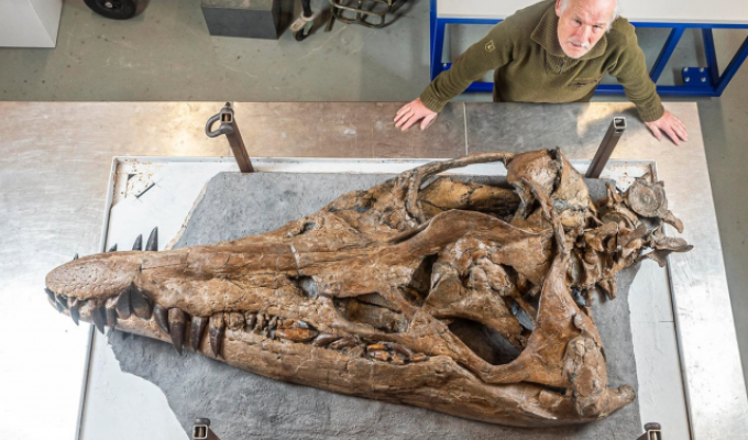 In the UK, paleontologists found the skull of a “sea tyrannosaurus” (6 photos)