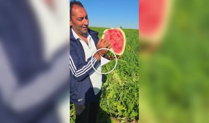 Спелый и сочный арбуз
