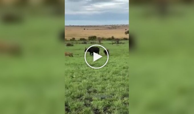Буйвол вступил в бой против целого прайда львов и победил