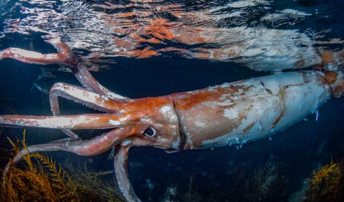 Интересные факты о гигантских кальмарах (9 фото)