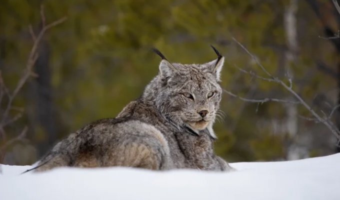 Канадская рысь (14 фото)