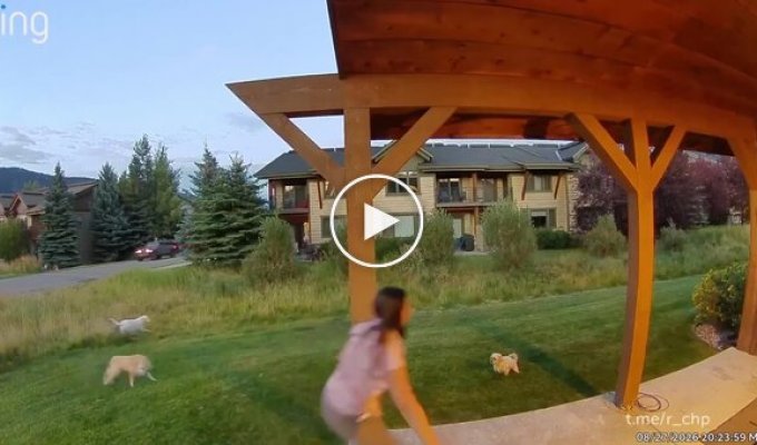 A female moose cheered up an American woman and her dogs
