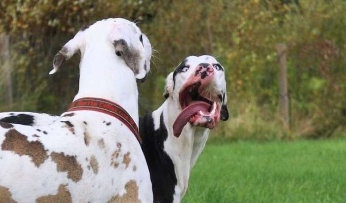 Немецкий дог Мутка: самый эмоциональный пёс в мире (15 фото)