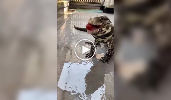 Ящерица пытается съесть помидорку