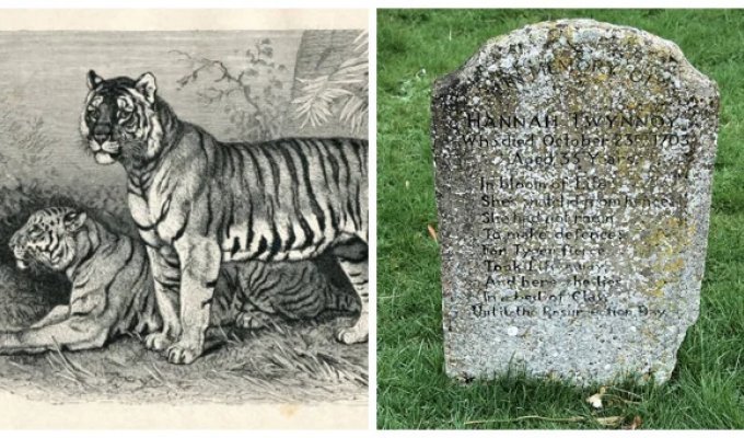 Tombstone of Hannah Twinoy - a woman who died from the paws and fangs of a tiger and her own stupidity (7 photos)