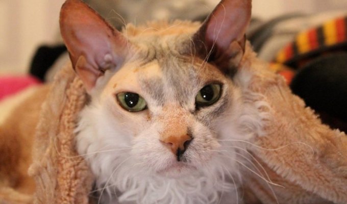 “We didn’t know what awaited us!” They accidentally brought home the daughter of a sphinx and a domestic cat (14 photos)