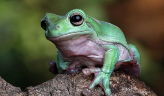 Лягушки - это новое лекарство от рака? (фото)