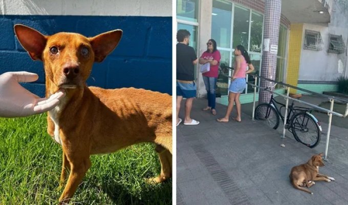 Dog spent 9 days at the hospital waiting for its owner (9 photos)