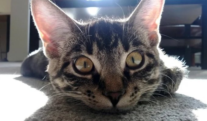 Need a Laugh? You Have to See These Adorable Animals (21 Photos)