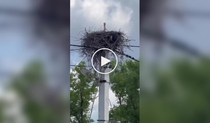 Люди кормят рыбой одинокую птицу, которая высиживает яйца
