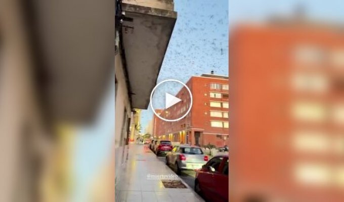 Нашествие стрекоз в Уругвае