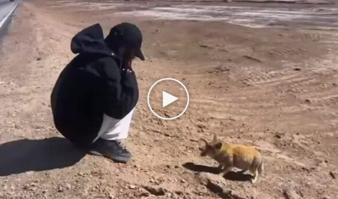 Девушка встретила тибетскую лису