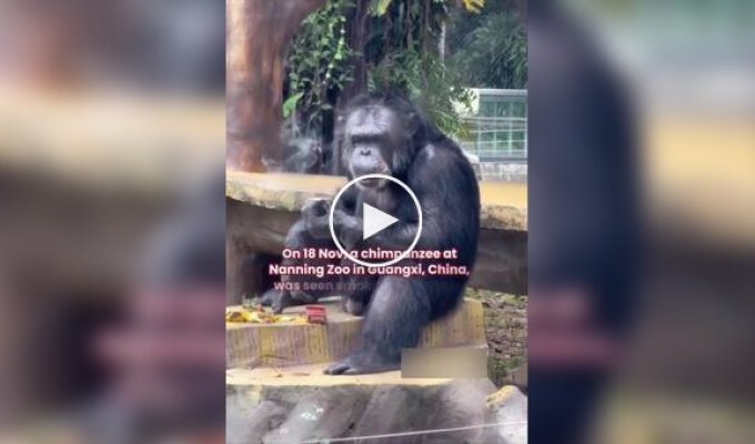 В китайском зоопарке шимпанзе наказали за курение