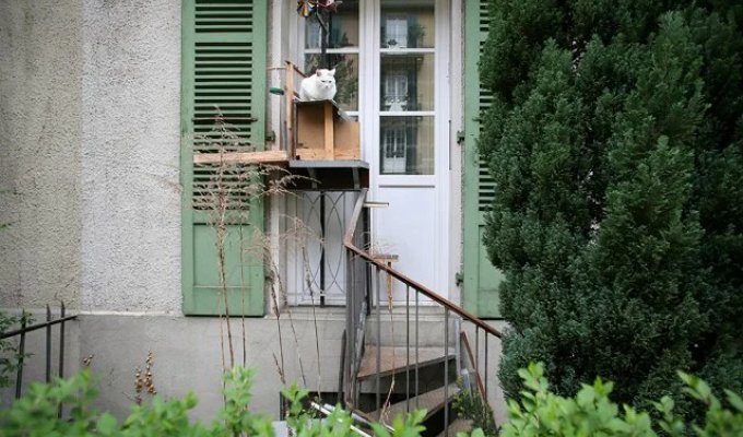 Кошачьи лестницы в Швейцарии (8 фото + видео)