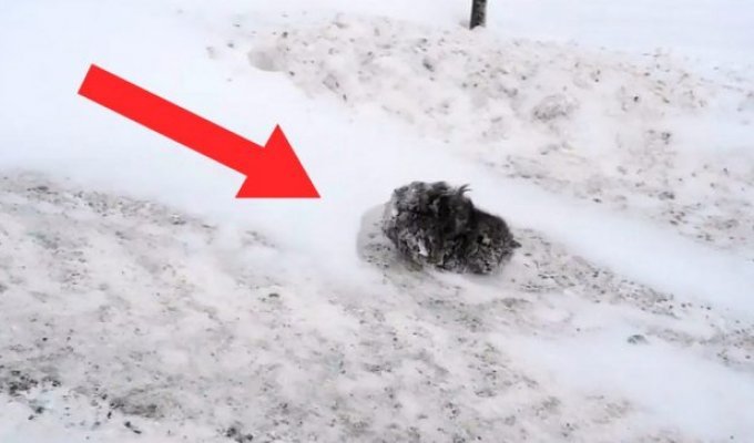Everyone avoided this frozen ball of fur. Only this man stopped