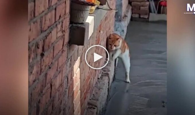 Fresh concrete proved too tempting for a cat