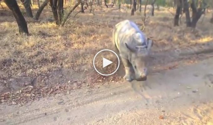 Маленький носорог и его необычный друг