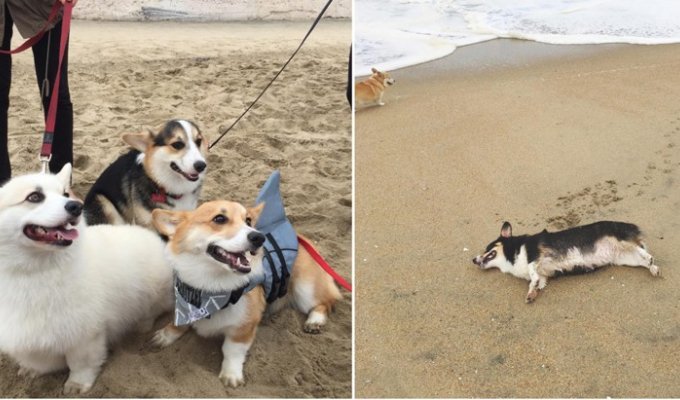 Пляжная вечеринка 600 корги: как выглядит собачье веселье (27 фото)