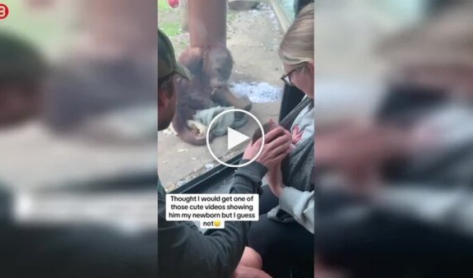 Орангутан очень странно отреагировал на ребенка