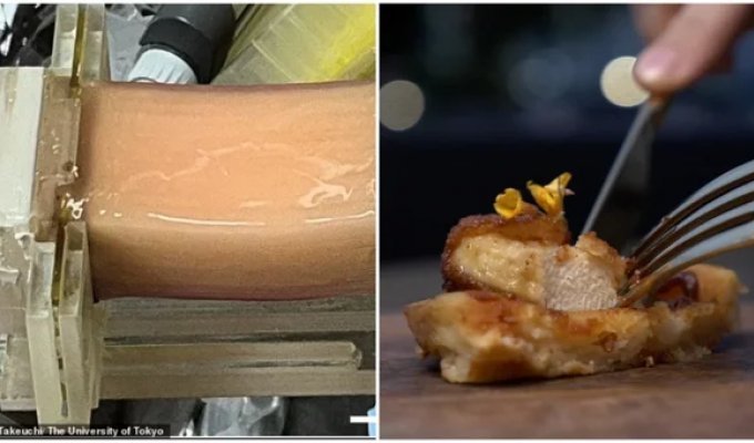 Ученые придумали новый способ выращивания искусственного мяса (5 фото)