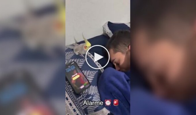 Пернатый будильник