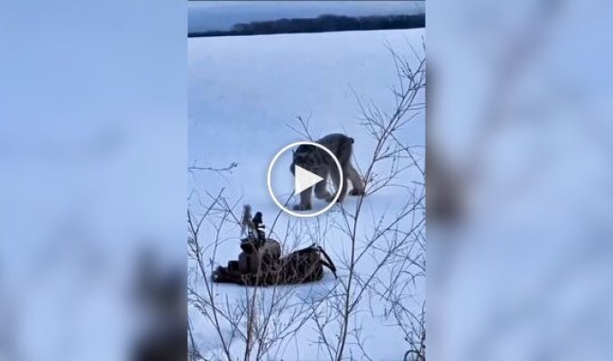 Дикая кошка не смогла пройти мимо игрушки