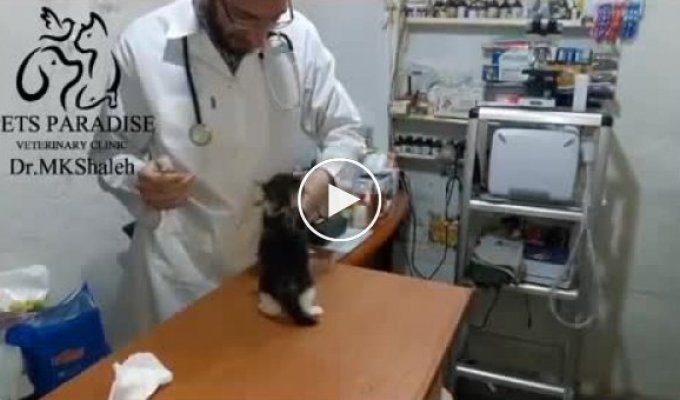 The adventures of a little ball of anger in a veterinary clinic