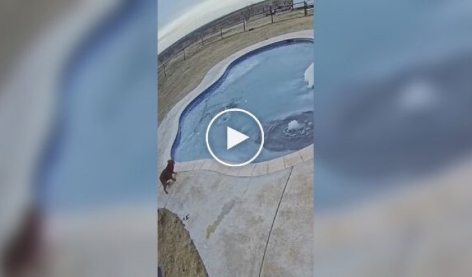 Женщина прыгает в замерзший бассейн, чтобы спасти щенка