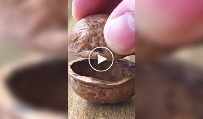 Прихована камера в грецькому горіху