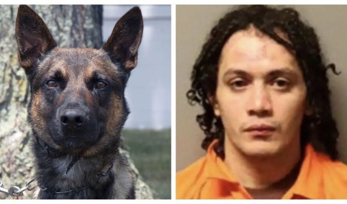A brave dog caught a criminal who escaped from prison (8 photos)