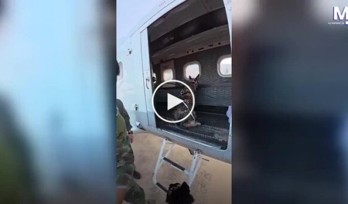 Собака зробив стрибок з літака разом з десантником