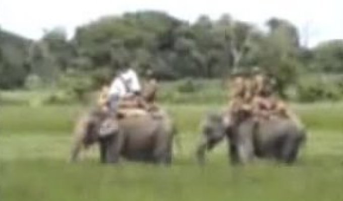 Охотники на слонах ловят тигра