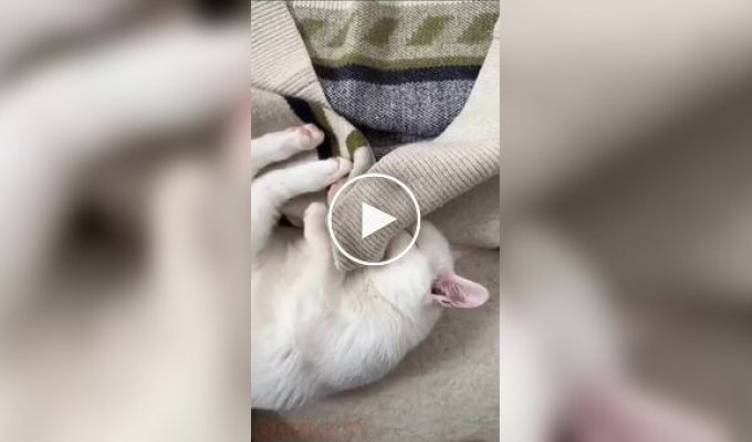 Кот уснул, когда делал кусь