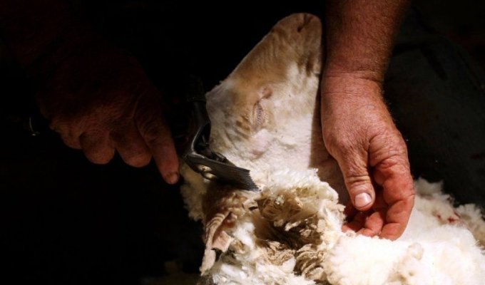 Как стригут овец (26 фотографий)
