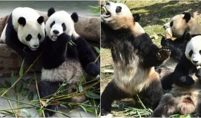 China takes 3 of 5 pandas from Belgian zoo (2 photos + 4 videos)