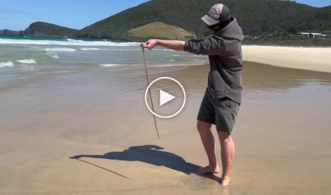 Австралиец показал, как ловит на пляже плотоядных песчаных червей