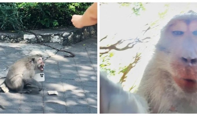 A monkey stole a tourist's smartphone and recorded a video for 45 minutes (13 photos + 1 video)